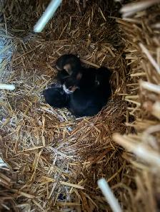 Barn, cats, and kittens to give away - Photo 2