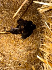Barn, cats, and kittens to give away - Photo 3