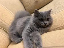 Scottish Straight Blue long-hair kittens registered in CCA/AFC - Photo 5