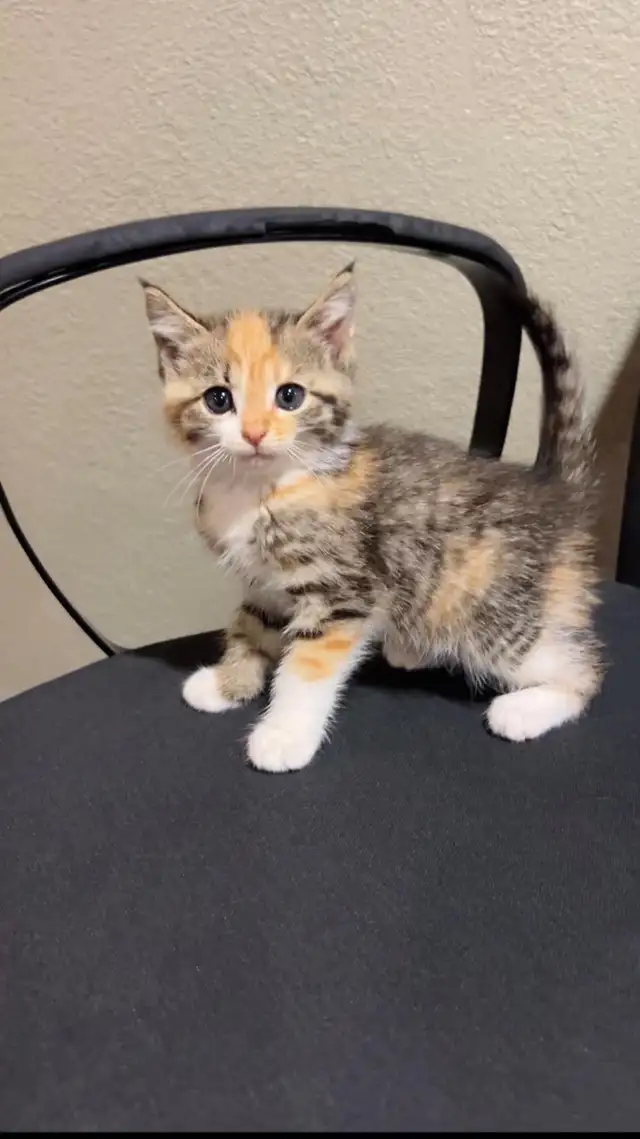 beautiful baby kittens