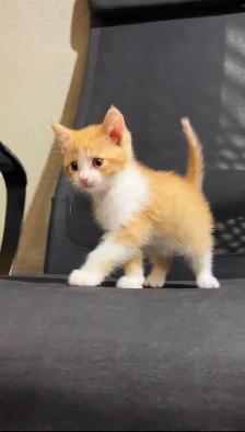 beautiful baby kittens - Photo 5