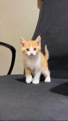 beautiful baby kittens - Photo 6