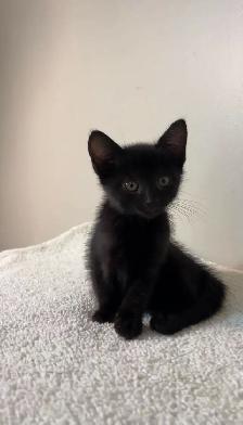 beautiful baby kittens - Photo 8