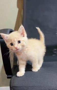 ❤️❤️beautiful baby kittens for sale ❤️❤️ - Photo 6