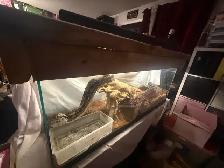 Maltese boa for rehoming tank and everything included