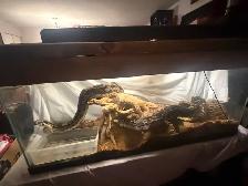 Maltese boa for rehoming tank and everything included - Photo 2
