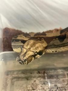 Maltese boa for rehoming tank and everything included - Photo 3