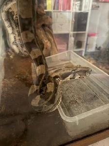 Maltese boa for rehoming tank and everything included - Photo 4