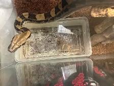 Maltese boa for rehoming tank and everything included - Photo 5