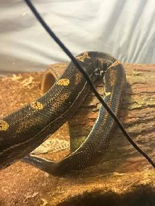 Maltese boa for rehoming tank and everything included - Photo 6