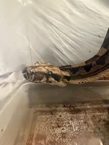 Maltese boa for rehoming tank and everything included - Photo 7