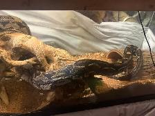 Maltese boa for rehoming tank and everything included - Photo 8