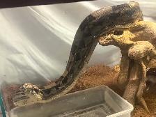 Maltese boa for rehoming tank and everything included - Photo 9
