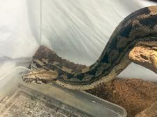 Maltese boa for rehoming tank and everything included - Photo 10