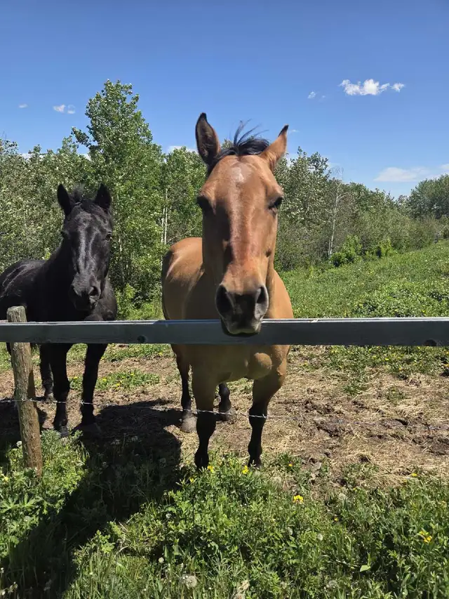 7 Year Old Grade Quarter Horse Gelding