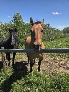 7 Year Old Grade Quarter Horse Gelding