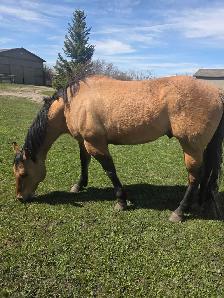 7 Year Old Grade Quarter Horse Gelding - Photo 2