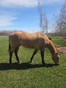 7 Year Old Grade Quarter Horse Gelding - Photo 3