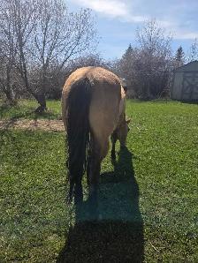 7 Year Old Grade Quarter Horse Gelding - Photo 4