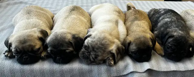 Pug puppies