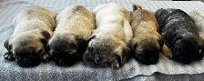 Pug puppies