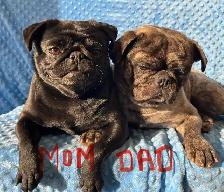 Pug puppies - Photo 2
