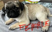 Pug puppies - Photo 3