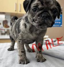 Pug puppies - Photo 4