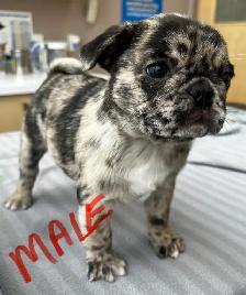 Pug puppies - Photo 5
