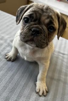 Pug puppies - Photo 6