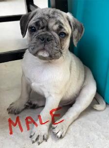Pug puppies - Photo 7