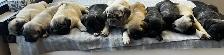 Pug puppies - Photo 8
