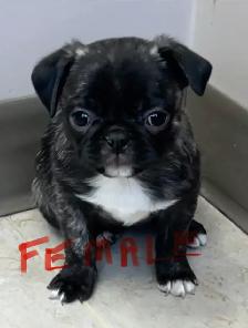 Pug puppies - Photo 9