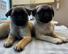 Pug puppies - Photo 10