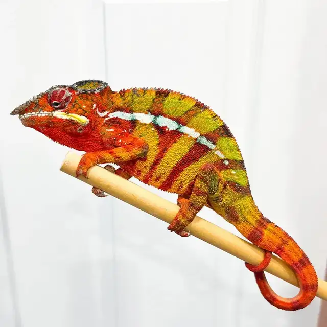 Ambilobe Panther Chameleons – Males & Female Available