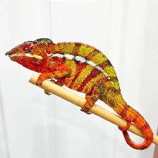 Ambilobe Panther Chameleons – Males & Female Available