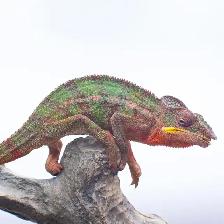 Ambilobe Panther Chameleons – Males & Female Available - Photo 2