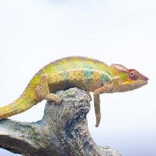 Ambilobe Panther Chameleons – Males & Female Available - Photo 3