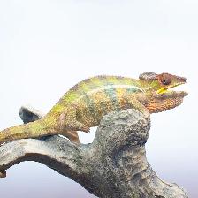 Ambilobe Panther Chameleons – Males & Female Available - Photo 4