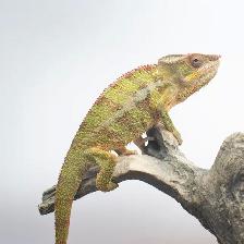 Ambilobe Panther Chameleons – Males & Female Available - Photo 5