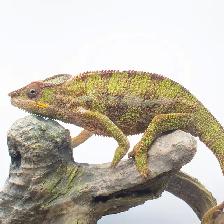 Ambilobe Panther Chameleons – Males & Female Available - Photo 6