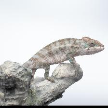 Ambilobe Panther Chameleons – Males & Female Available - Photo 7