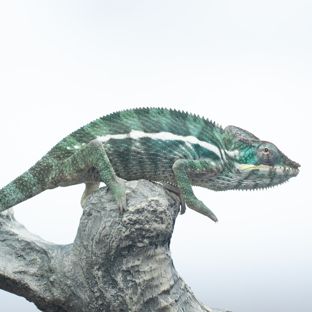 Nosy Be Panther Chameleons – Male & CB Female Available