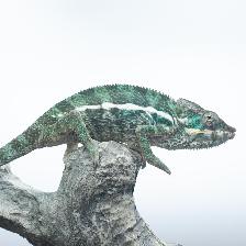 Nosy Be Panther Chameleons – Male & CB Female Available