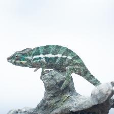 Nosy Be Panther Chameleons – Male & CB Female Available - Photo 2