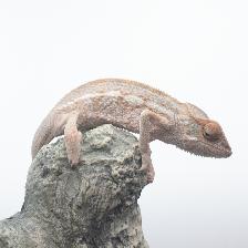 Nosy Be Panther Chameleons – Male & CB Female Available - Photo 3