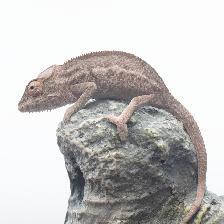 Nosy Be Panther Chameleons – Male & CB Female Available - Photo 4