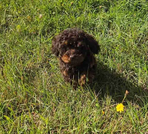 Miniature poodles ~ Caniche Miniature