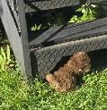Miniature poodles ~ Caniche Miniature - Photo 2