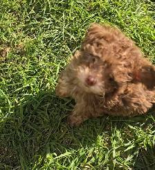 Miniature poodles ~ Caniche Miniature - Photo 3
